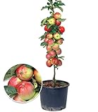 BALDUR Garten Säulen-Apfel 'Braeburn', 1 Pflanze, Apfelbaum Malus domestica, winterhart, platzsparende Säule für kleine Gärten, Balkone & Terrassen, Wasserbedarf gering