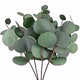 FiveSeasonStuff Künstliche Eukalyptusblätter, für drinnen und draußen, für Hochzeiten, Partys, Küche, Schlafzimmer, Wohnzimmer, Badezimmer, Dekoration, Heimdekoration Silver Dollar Eucalyptus 4 Stems