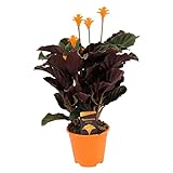 Plant in a Box - Calathea Crocata - Tropenfieber - Flammendes Pfeilblatt - Luftreinigende Zimmerpflanze - Topf 14cm - Höhe 40-50cm