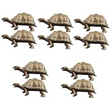 TOYANDONA 10 STK Simulierte Schildkröte Meer Schildkrötenfigur Spielzeug Lernspielzeug Für Kinder Landschildkröte Spielzeug Kinderspielzeug -dekor Meerestiere PVC Brown