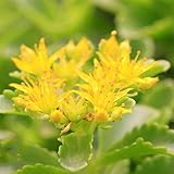 sedum - garden zimmerpflanzen steingartenpflanzen winterhart balkonpflanzen winterhart sukkulenten fetthenne bonsai 300samen