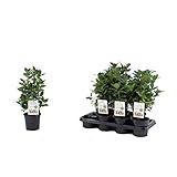 Echter Gewürzlorbeer Busch 40 cm - Laurus nobilis | Aromatisch, Pflegeleicht & Winterhart | Ideale Kräuterpflanze für Garten & Küche