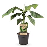 GreenboutiQ - Obstpflanze - Japanische Bananenpflanze Winterhart - Musa Basjoo - Winterhart - 2 Pflanzen - Topf 15cm Höhe 50cm
