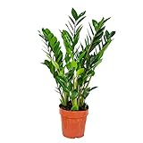 Bloomique - Zamioculcas Zamiifolia - Glücksfeder - Zimmerpflanzen Groß - Sehr Pflegeleicht - Luftreinigend - Höhe 50-60 cm - Topf 17 cm