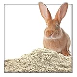 25 kg Buddelsand 0-1 mm für Kaninchen & Hasen, kantengerundet, lehmfrei, frei von Verunreinigungen & chemischen Zusätzen