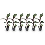 Obstpflanze - Bananenpflanze - Ensete ventricosum Maurelli - Winterhart | 6 Stück - 30-40cm - Ø17cm - Gartenpflanze