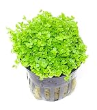 WASSERPFLANZEN WOLFF - Sehr schöner voller Topf Kuba Zwerg-Perlenkraut/Hemianthus callitrichoides CUBA - Zwerg-Perlkraut HCC - Zwergperlenkraut Pflanzenpolster, Töpfe Vordergrund Aquarium Nano-Cube
