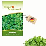 Koriander Comun Samen - Coriandrum sativum - Koriandersamen - Kräutersamen - Saatgut für 50 Pflanzen