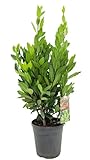 Laurus Nobilis Gewürzlorbeer 40-50cm Echter Lorbeer Frosthart Winterhart Hecke Kräuter