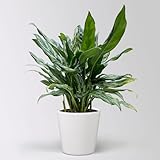 Aglaonema 'Miss Juliette', in Keramiktopf Dallas, Topf-Ø 17 cm, Höhe ca. 55 cm