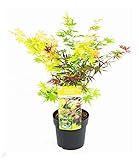 BALDUR Garten Ahorn '3-Farben Festival', 1 Pflanze, winterhart, mehrjährig, pflegeleicht, Acer palmatum, drei verschiedene Ahorn-Sorten in einem Topf, Zierstrauch-Rarität