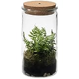 vdvelde.com - Ecoworld Jungle Weck Glas - Flaschengarten mit Licht - Mini Pflanzen Terrarium - Ökosystem im Glas Set mit Farne - Glas: Ø 10,5 cm, Höhe 21 cm