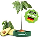 Avoseedo das Besondere Garten Geschenke - Pflanzen Sie Ihren Eigenen Avocadobaum. Kleine Geschenke Für Männer Und Frauen. Die Neue Klein Dekoration Für Ein Schöneres Zu Hause. Das Komplette Pflanz Set