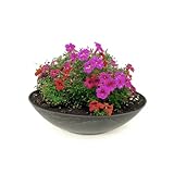 matches21 wetterfeste Pflanzschale für draussen - große Dekoschale in schwarz marmoriert als Blumenschale - Flache Garten Schale in 35 cm für Blumen, Bonsai oder Friedhof Grab-Schmuck