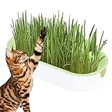 Aeutwekm Pflanzkasten-Set für Katzengras | Kaupflanze Anzuchtset Katzengras Kätzchengras | Haarballen-Entfernungs-Tierfutter-Verdauungs-Gras für Indoor-Kindergarten-Balkon-Terrasse