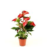 Rote Flamingoblume (Anthurium andraeanum 'Red Bull') – Exotische Zimmerpflanze, 50-60 cm, pflegeleicht & langlebig, luftreinigend, ideal für Büro & Wohnräume