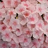 100 pcs Phlox Samen Mehrjährig Steingartenpflanzen Winterhart Phlox Stauden Winterhart Samen - Blumen Geschenk Stauden Balkonblumen, Winterharte Pflanzen Gartendeko Für Draußen Bienenfreundliche