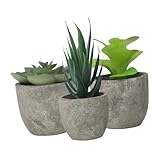 Sewroro 3 Stück Künstliche Bonsai Sukkulenten Im Topf Naturgetreue Grüne Pflanzen Kompakte Dekoration für Wohnzimmer und Büro