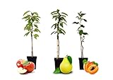 Plant in a Box - Obstbäume - 3er Mix - Apfel, Birne, Aprikose - Malus Braeburn, Pyrus 'Doyenne du Comice', Prunus 'Americana' - Topf 9cm - Höhe 60-70cm