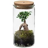 vdvelde.com - Bonsaiworld Bonsai Ginseng Echt im Weck Glas - Flaschengarten - Mini Pflanzen Terrarium - Ökosystem im Glas Set mit Bonsai Ginseng - Glas: Ø 10,5 cm, Höhe 21 cm