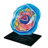 Modelle Skelettanatomie Tier und Pflanze, anatomisches Modell Zellorgane Zelle Tier Lernmodell Mikrobiologie Struktur unter dem Mikroskop