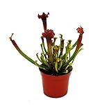 Exotenherz - Schlauchpflanze - Sarracenia 'Judith' - Fleischfressende Pflanze - 9cm Topf