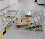 Humane Nagetierkäfigfalle, Katzenwaschbärfalle, Faltbarer Humaner Lebendfallenkäfig Für Drinnen Und Draußen(61 * 18 * 22cm)