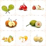 200 pcs birne bio samen - spalierobst bäume bonsai topf birnen birnenbaum, obstbäume deko pflanzen bio saatgut bonzai baum pflanztopf winterharte kübelpflanzen frisches obst topfpflanzen