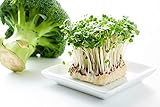 500 g Brokkoli Samen Bio Keimsaat Sprossen Microgreens Gesundes Gemüse