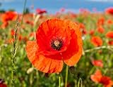 40 m2 Klatschmohn Samen lat. Papaver mit Keim Garantie roter Mohn Samen als Mohnwiese (1500 Samen)