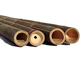 bambus-discount.com 1 Stück Wulung Bambusrohr 200cm dunkel schwarz-braun mit 6-8cm Durchmesser und Borsalz behandelt