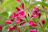 Weigelie Weigela 'Bristol Ruby' im Topf gewachsen ca. 60-100cm