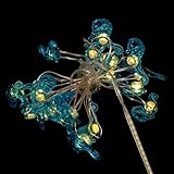 EPIGEIST Ocean Serie Lichterkette aus Kupferdraht Batteriebetrieben 20 LED Warmweiß 2m Kunststoff Dekorative Party und Festivalbeleuchtung für Innenbereich