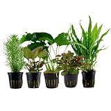 AquaOne Aquarium Pflanzen I 5X Wasserpflanzen I Mittelgrund Aquarienpflanzen I Anubias Lagenandra Ludwigia Pogostemon Microsorum I Set mit 5 Mittelgrundpflanzen