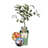 Bio Apfelbaum - Malus - Ø20cm - ↨60cm