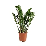 Bloomique - Zamioculcas Zamiifolia - Glücksfeder - Zimmerpflanzen Groß - Sehr Pflegeleicht - Luftreinigend - Höhe 80-90 cm - Topf 21 cm