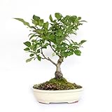 KENTIS - Apfelbaum Bonsai Echt für Draußen - Malus Evereste Obstbonsai - Winterharte Pflanzen für Garten - H 40/50 cm Topf 30 cm