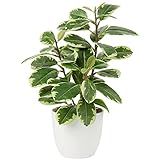 Briful Künstliche Zimmerpflanze Kamelie Kunstpflanze Camellia Japonica im Kunststofftopf Dekorative Seidenblumen Kamelie Kunstblumen für Home Hotel Dekoration