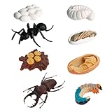 HOODANCOS 8 Stück Teiliges Ameisen Wachstumszyklus Modellset Lebensechte Simulation der Arbeiterameisen Entwicklung Pädagogisches Lernspielzeug Naturentdeckung und Lebensverständnis