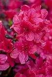 Rhododendron obtusum 'Diamant Rot' 20-25 cm - Azalee, leuchtend rote Blüten, Blütezeit April-Mai, ideal für Kübel und Rabatten, winterhart und pflegeleicht