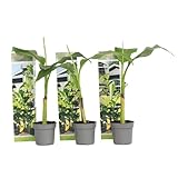 Plant in a Box - Musa Basjoo - Höhe 25-40cm - 3er Set - Bananenpflanze Winterhart - Bananenbaum - Exotische pflanzen - Topf 9cm