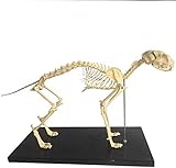 UIGJIOG Hundeskelett Anatomisches Modell Hundehunde- Skelett Biologie Anatomie Medizinische Lehre Modell, Veterinary Teaching Demonstration Werkzeug 64X20X26CM