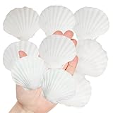Weiße natürliche Muscheln mit Muscheln, 5,1 - 7,6 cm, 30 Stück, dekorative Muscheln für DIY-Malprojekte, Küstenhandwerk, Strand-Themen-Dekoration, Hochzeits-Mittelstücke, Aquarium-Dekorationen
