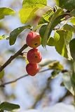 Malus 'Red Sentinel' Apfel-Zierbaum - Winterhart, C7,5 Container, Kräftige Krone, Mehrjährig, Stammhöhe 80cm, Rote Früchte