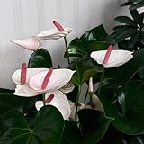 30 pcs Anthurium Samen, zimmerpflanze, luftreinigende zimmerpflanzen Anthurium Clarinervium - Flamingoblume - zimmerbonsai bonsai bonsai samen luftreinigende zimmerpflanzen winterharte