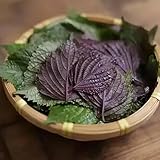 perilla shiso, gemüsepflanzen bio alte sorten balkon kräutergarten indoor wintergemüse gemüsesamen 500samen