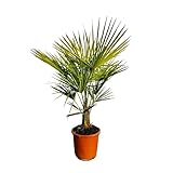 Sunny Tree - Palme - Trachycarpus Fortunei - Chinesische Fächerpalme - 120-140 Zentimeter - Hanfpalme - Winterhart bis -18