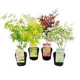 Plant in a Box - Acer palmatum - Japanischer Ahorn Bäume - 4er Set - Acer palmatum 'Atropurpureum', Going Green', Orange Dream', Butterfly' - Topf 10,5cm - Höhe 25-40cm