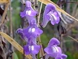 500 Baikal-Helmkraut (Chinese Skullcap) Kräutersamen