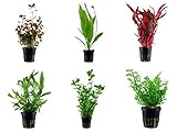 Tropica Hintergrund Set mit 6 Topf Pflanzen Aquariumpflanzenset Nr.24 Wasserpflanzen Aquarium Aquariumpflanzen